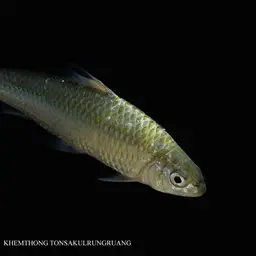 Redtail Barb, photo 4