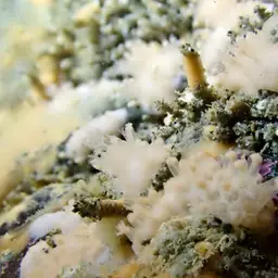 White Disc Soft Coral, photo 1