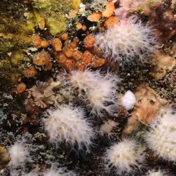 White Disc Soft Coral, photo 2
