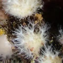 White Disc Soft Coral, photo 3