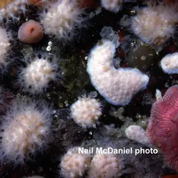 White Disc Soft Coral, photo 4