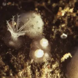 White Disc Soft Coral, photo 6