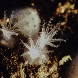White Disc Soft Coral, photo 7