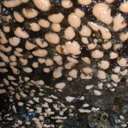 White Disc Soft Coral, photo 9