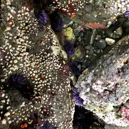 White Disc Soft Coral, photo 10