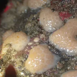 White Disc Soft Coral, photo 11