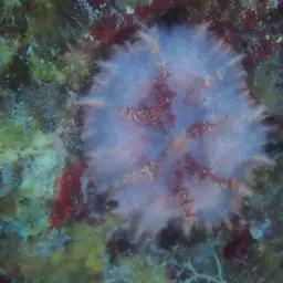 Coral Anemone