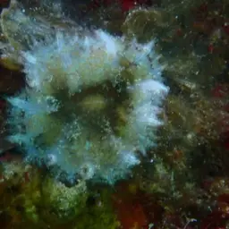 Coral Anemone, photo 2