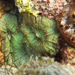 Coral Anemone, photo 3
