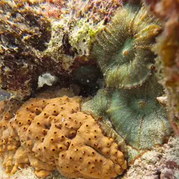 Coral Anemone, photo 4