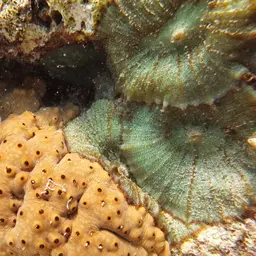 Coral Anemone, photo 5