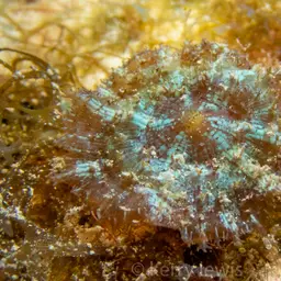 Coral Anemone, photo 6
