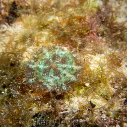 Coral Anemone, photo 7