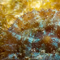 Coral Anemone, photo 8