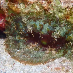 Coral Anemone, photo 9
