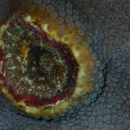 Coral Anemone, photo 10