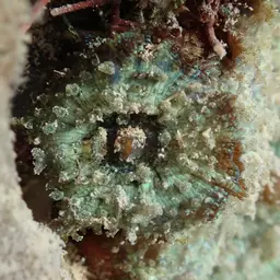 Coral Anemone, photo 11