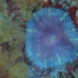 Coral Anemone, photo 12