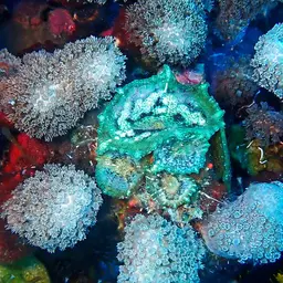 Umbrella Corallimorph