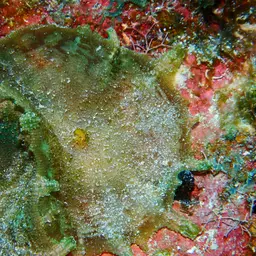 Umbrella Corallimorph, photo 2