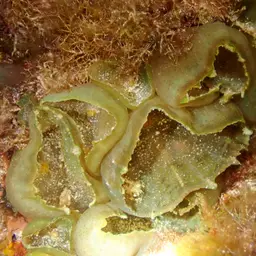 Umbrella Corallimorph, photo 3