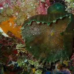 Umbrella Corallimorph, photo 6