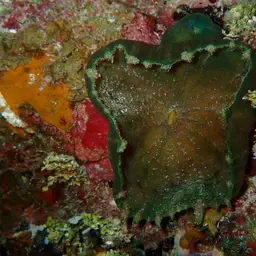 Umbrella Corallimorph, photo 7