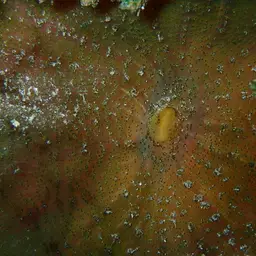 Umbrella Corallimorph, photo 8
