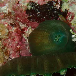 Umbrella Corallimorph, photo 9