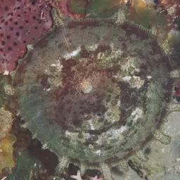 Umbrella Corallimorph, photo 10