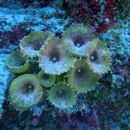 Umbrella Corallimorph, photo 12