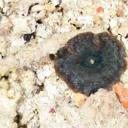 Mushroom Coral