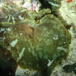 Mushroom Coral, photo 2