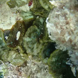Mushroom Coral, photo 3