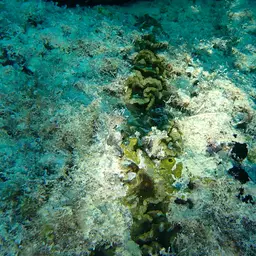 Mushroom Coral, photo 4