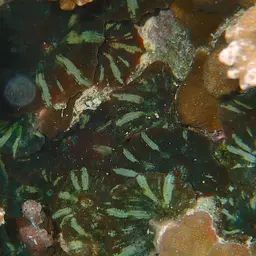 Mushroom Coral, photo 5