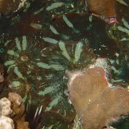 Mushroom Coral, photo 6