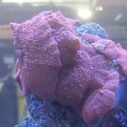 Mushroom Coral, photo 7