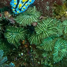 Mushroom Coral, photo 8