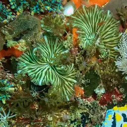 Mushroom Coral, photo 9