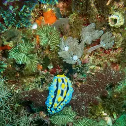 Mushroom Coral, photo 10