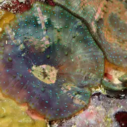 Mushroom Coral, photo 11