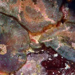 Mushroom Coral, photo 12