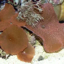 Mushroom Coral, photo 1