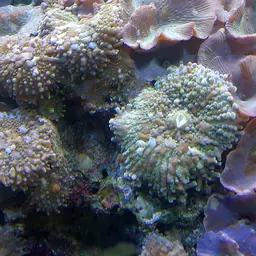Mushroom Coral, photo 3