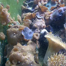 Mushroom Coral, photo 4