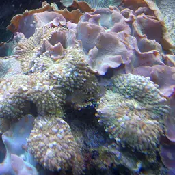 Mushroom Coral, photo 5