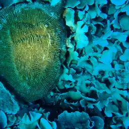 Discus Coral, photo 1