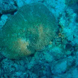 Discus Coral, photo 2