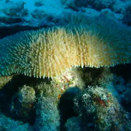 Discus Coral, photo 3